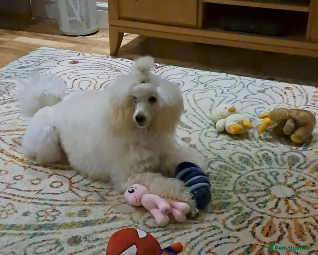 Miniature Poodle dogs for sale: White miniature poodle - Advert 4