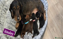 Dachshund dogs for sale: Beautiful Daxis - Advert 15