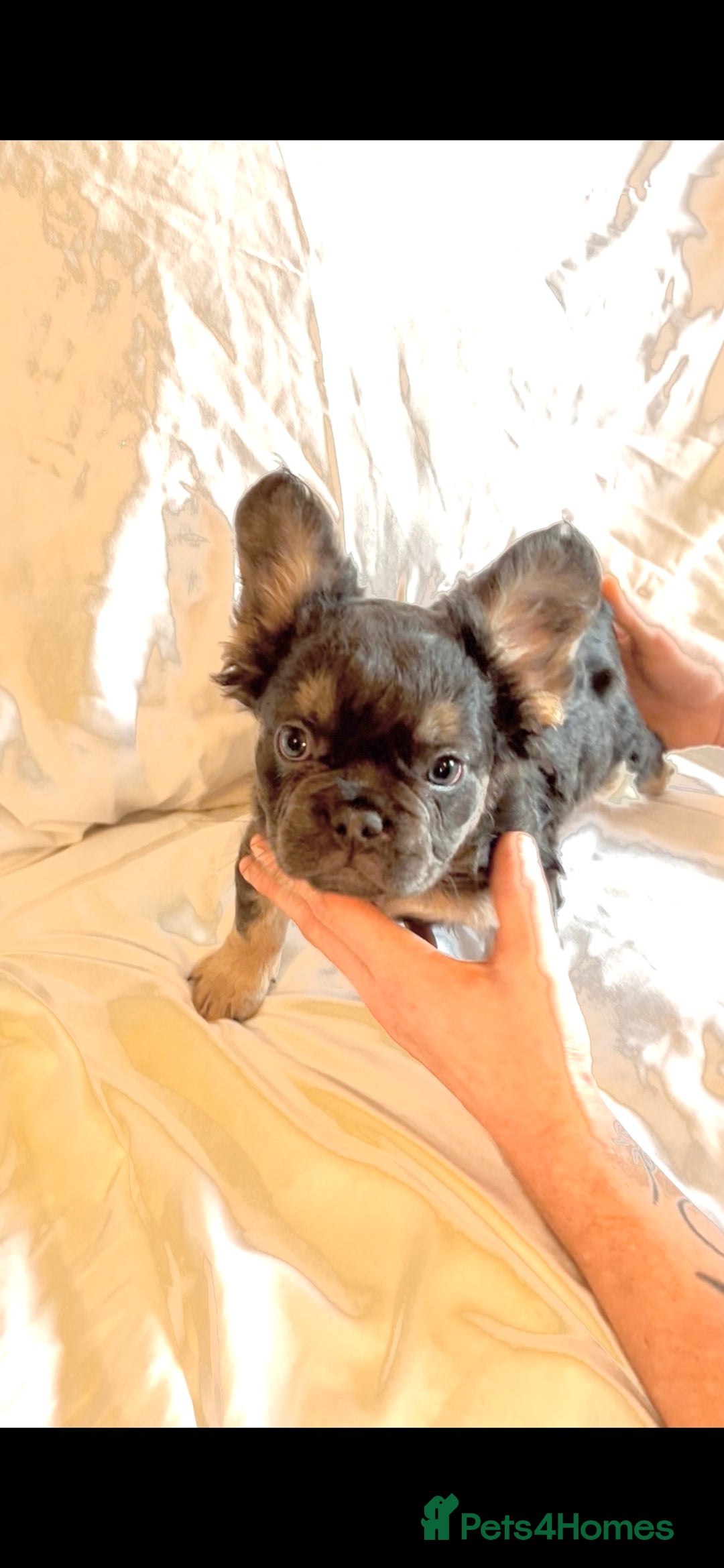 French Bulldog dogs for sale: Stunning fluffy Frenchies ready to leave now  - Advert 9
