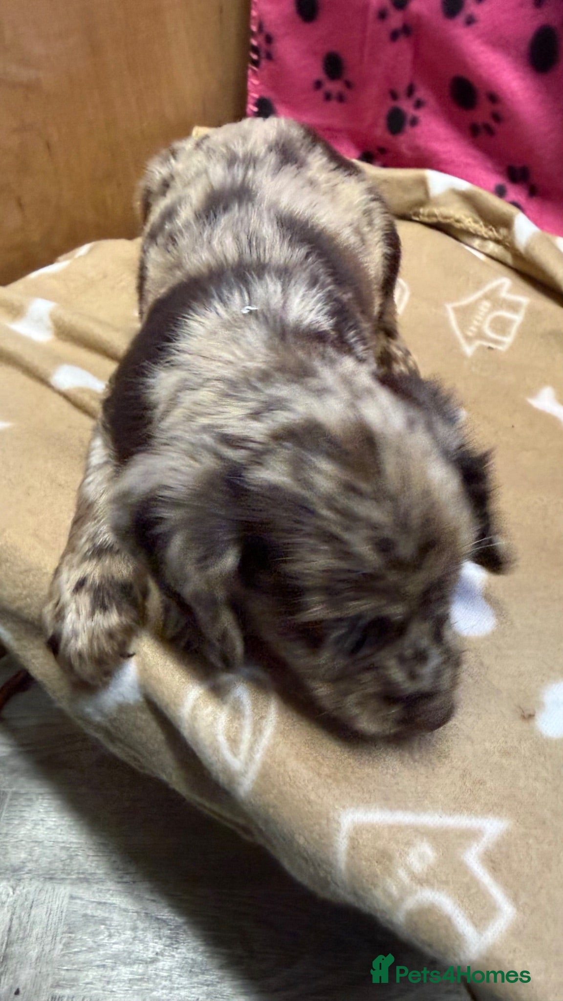 Cocker Spaniel dogs Chocolate merle and family - Advert 2