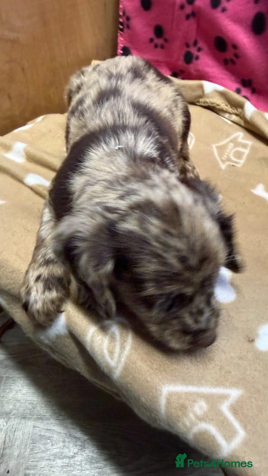 Cocker Spaniel dogs for sale: Chocolate merle and family - Advert 2