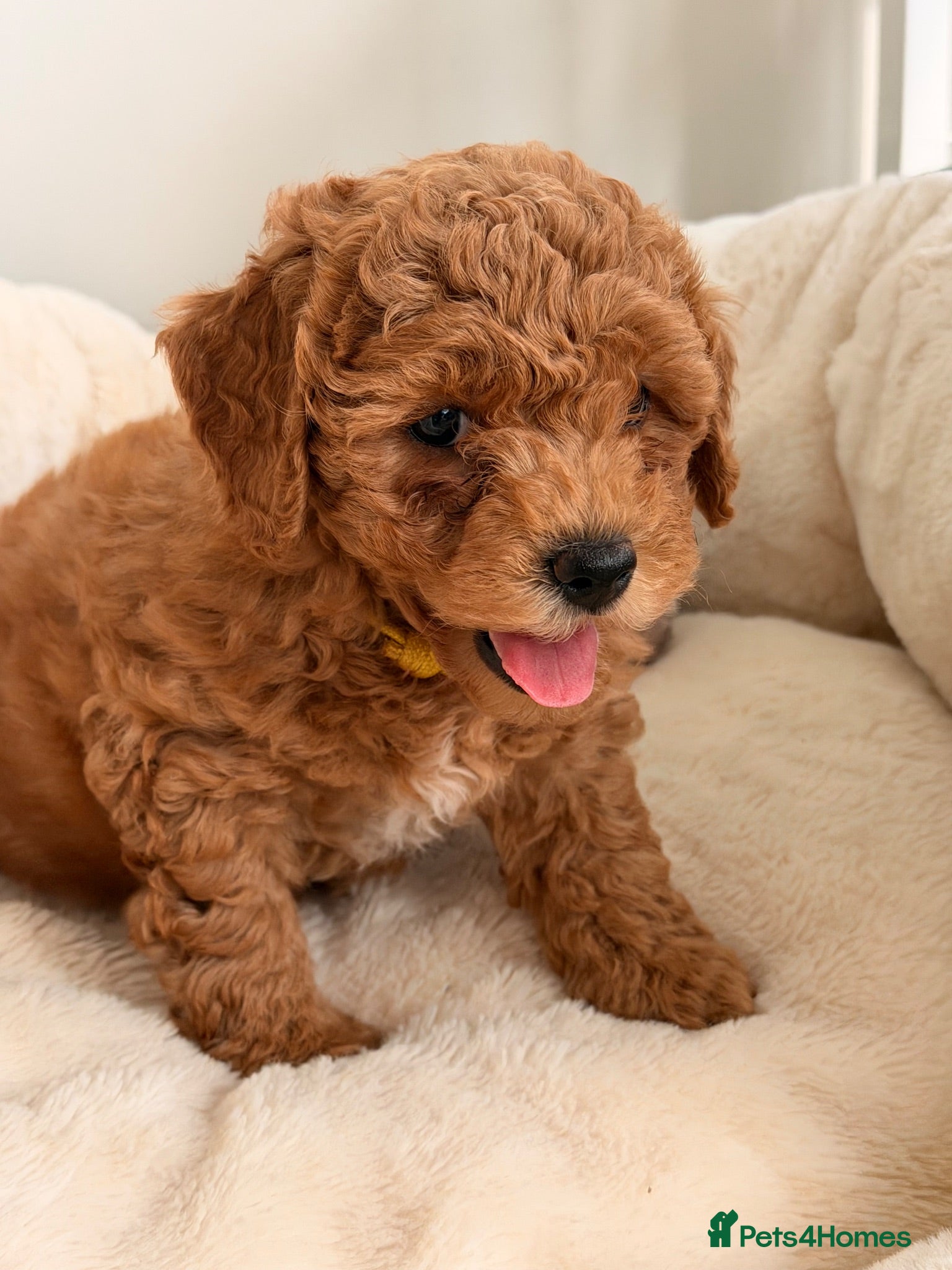 Poochon dogs ✨ Poochon Puppies - ready now ✨ - Advert 2