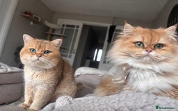 British Longhair cats for sale: Stunning Golden British long hair  - Image 5