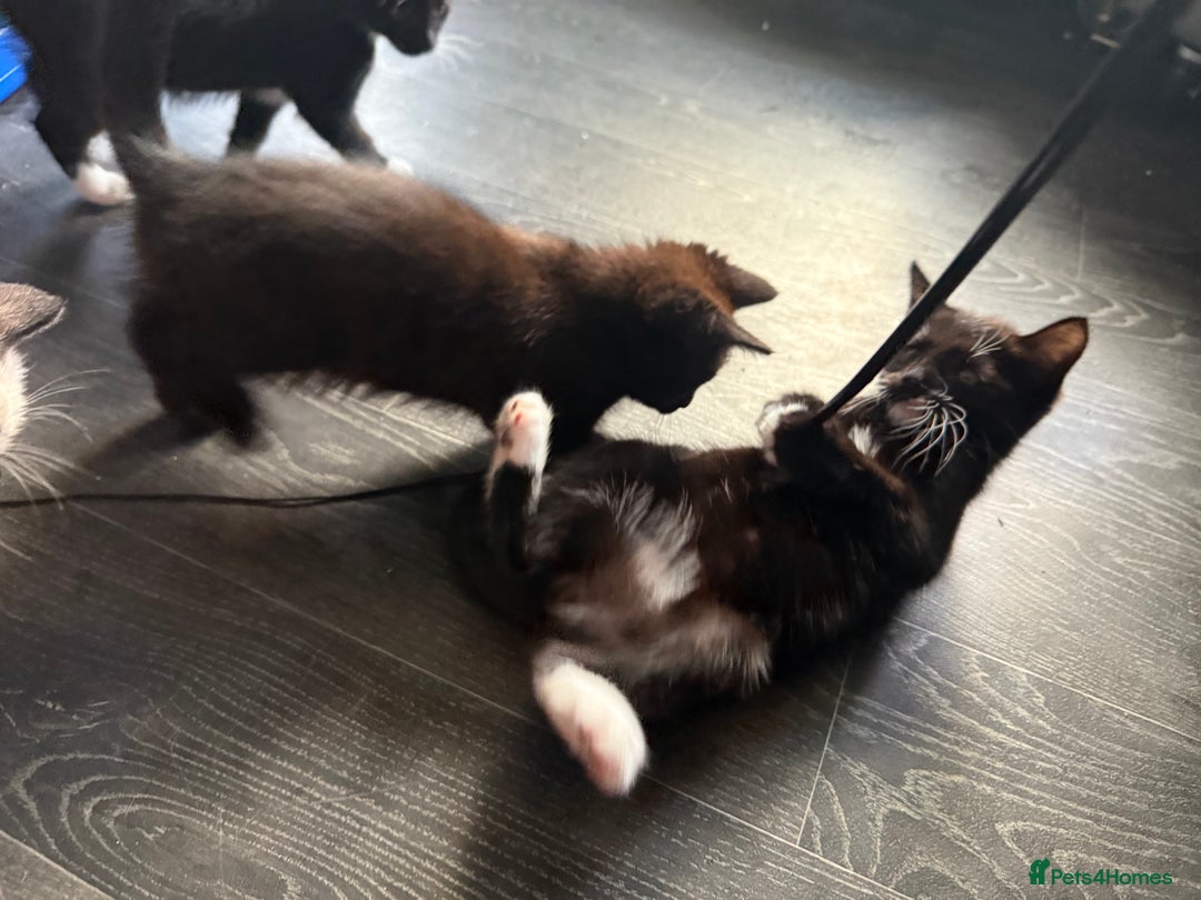 Mixed Breed cats for sale: tuxedo ghost tabby kittens - Image 24