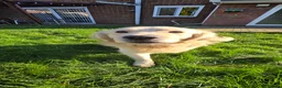 Golden Retriever dogs for stud: Golden Retriever Beautiful Stud  in Rowley Regis - Advert 2