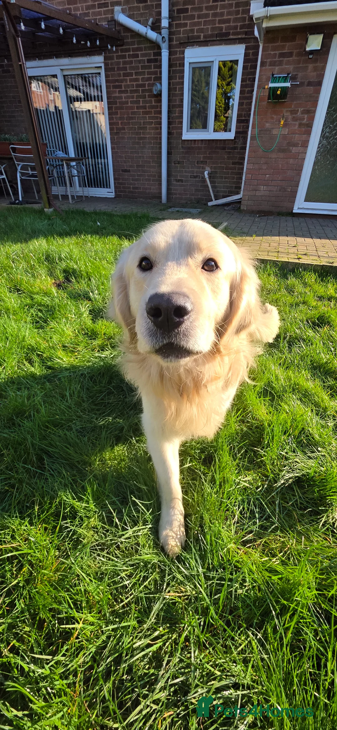 Golden Retriever dogs for stud: Golden Retriever Beautiful Stud  in Rowley Regis - Advert 2