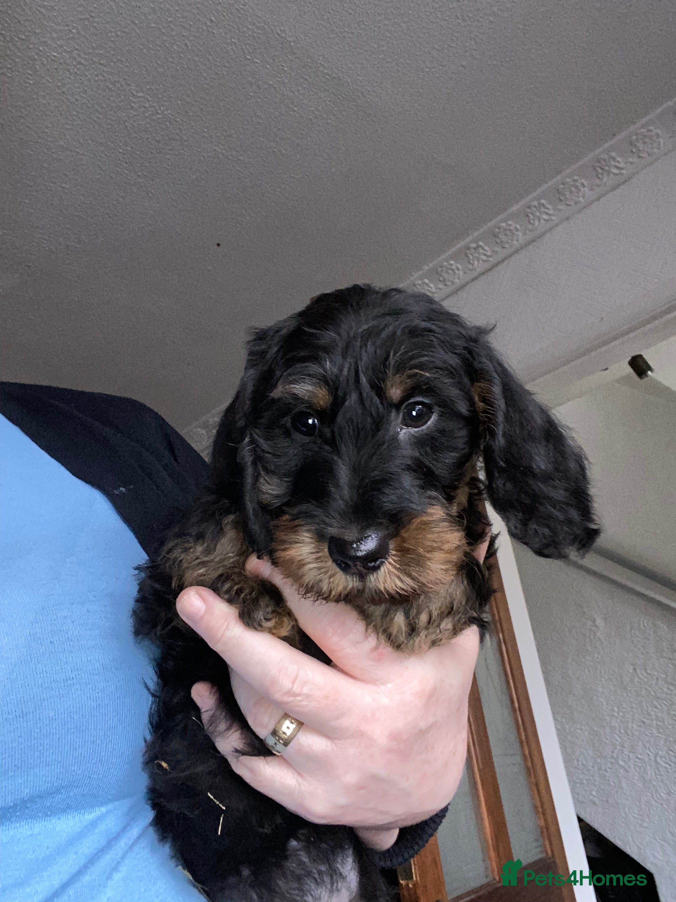 Dachshund dogs Dachshund xTeckel puppies  - Advert 19