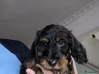 Dachshund dogs Dachshund xTeckel puppies - Advert 20