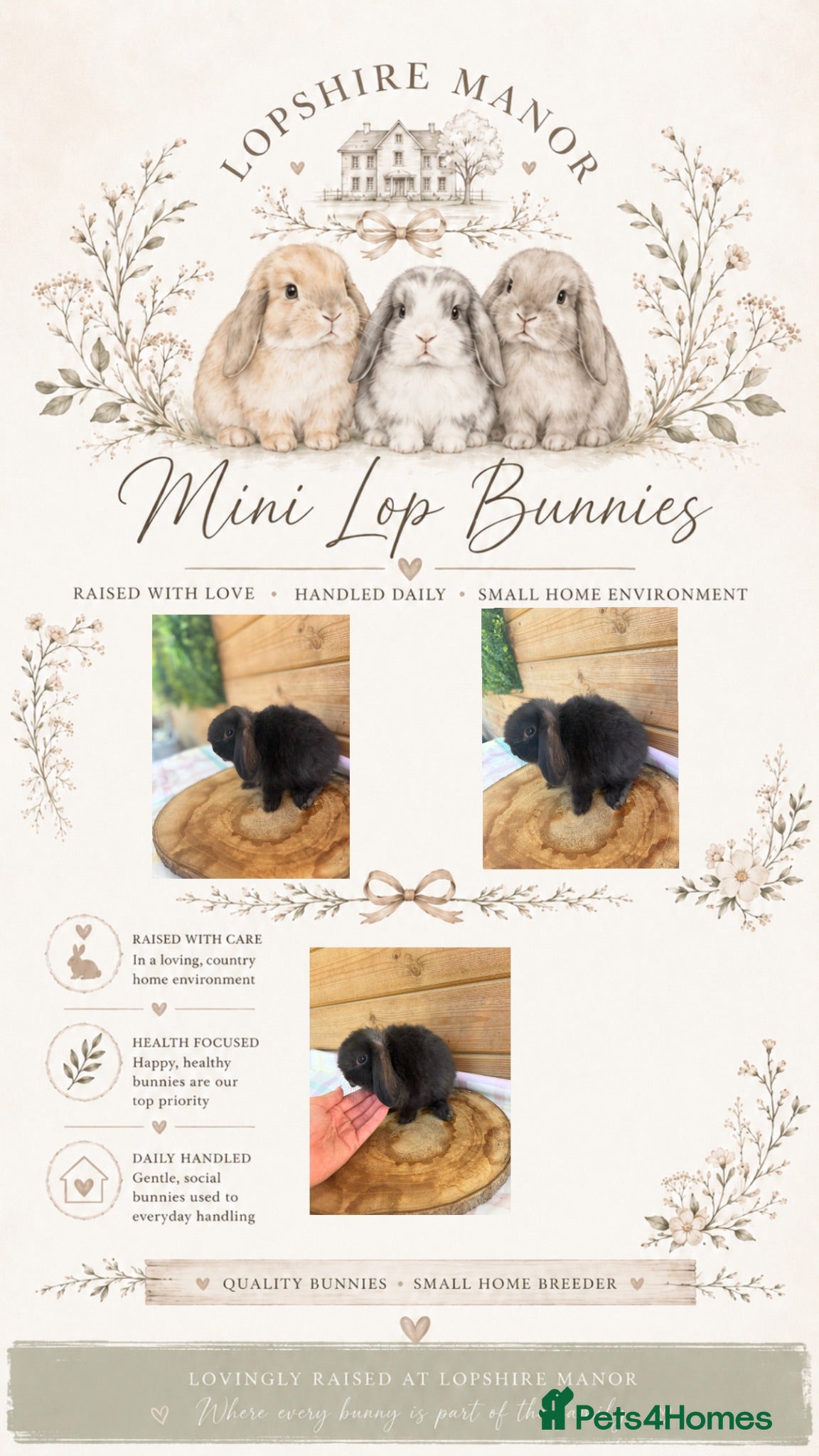 Mini Lop rabbits Friendly Mini Lops - Advert 11