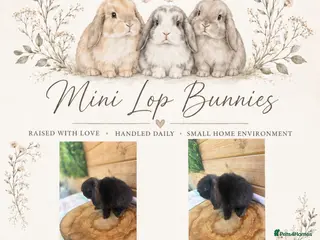 Mini Lop rabbits Friendly Mini Lops - Advert 11