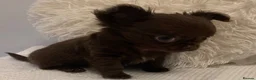 Chihuahua dogs for sale:  TINY CHOCOLATE LONGCOAT BOY - Advert 4