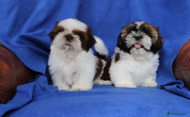 Shih Tzu dogs - Advert 2