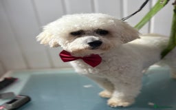 Bichon Frise dogs for sale: Loving Home For Bichon Female - Image 1
