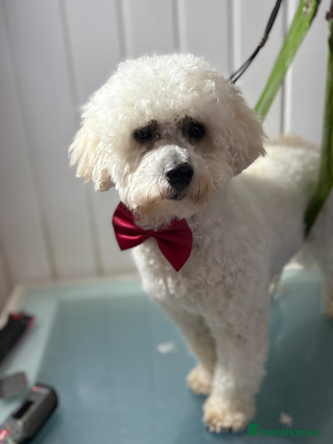 Bichon Frise dogs for sale: Loving Home For Bichon Female - Image 1