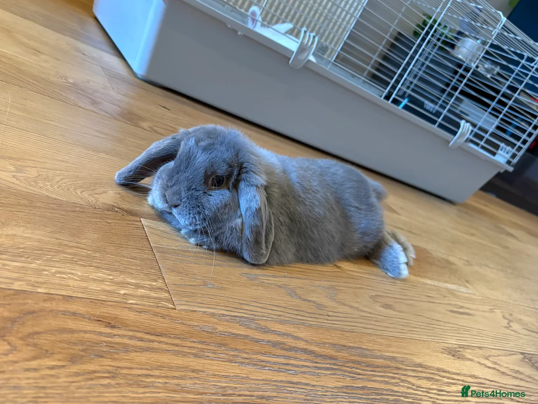 Mini Lop rabbits for sale: Mini lop  in Cardigan - Advert 2