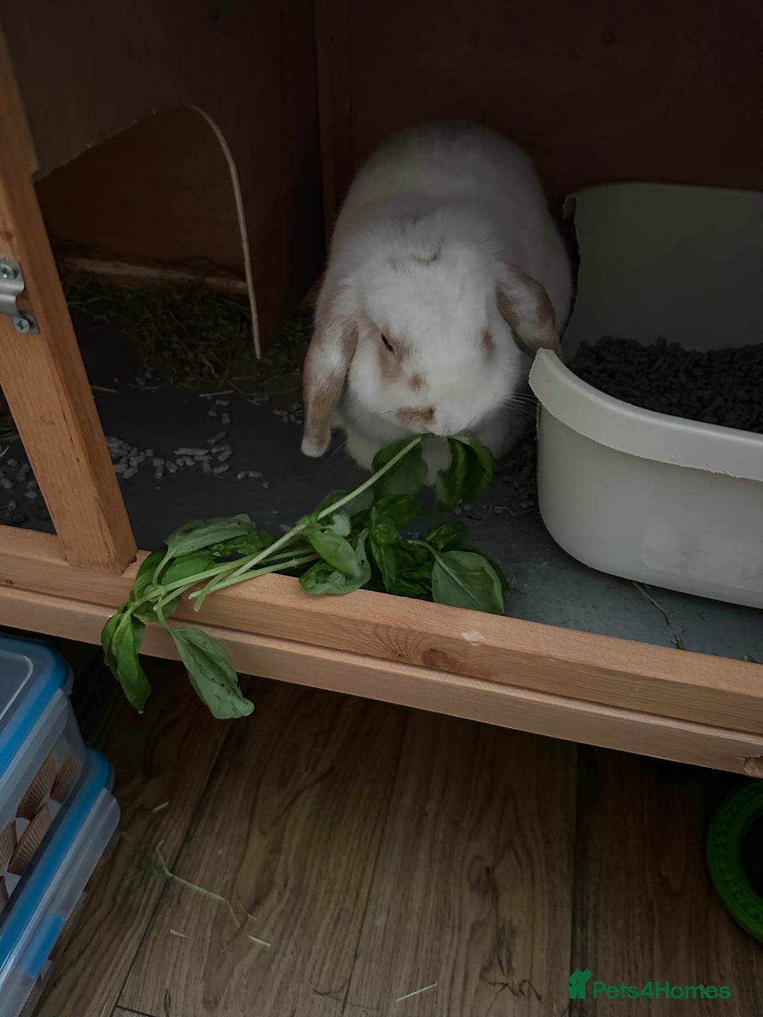 Mini Lop rabbits for sale: Mini lop bunnies  - Image 6