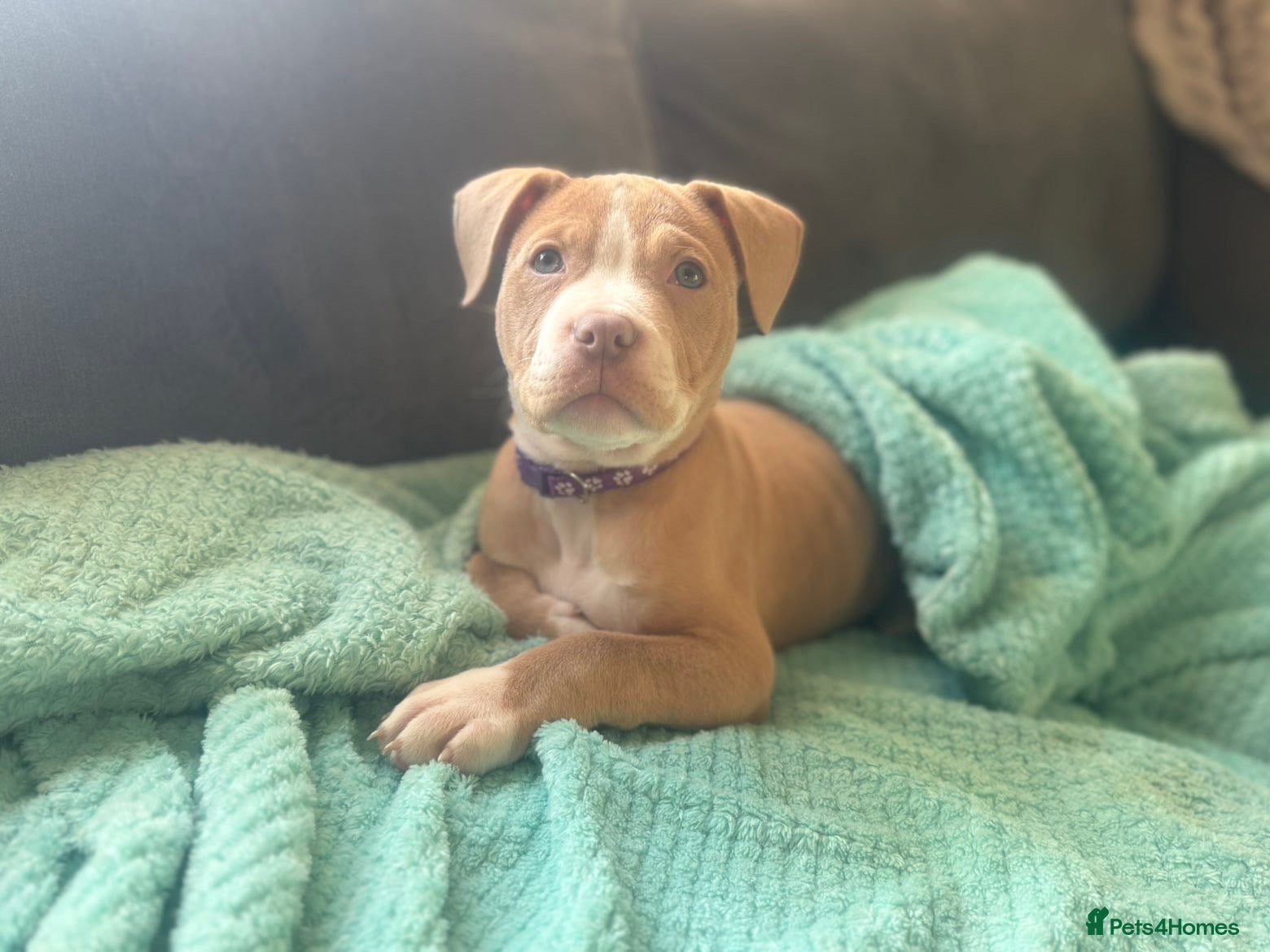 Mixed Breed dogs Pocket bully mix - Advert 1