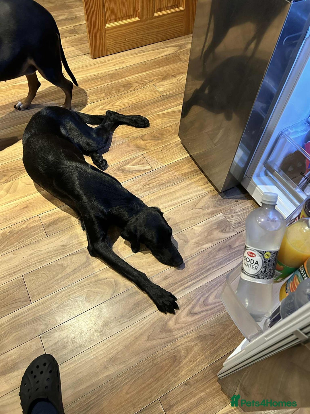 Mixed Breed dogs for adoption: NERO ❤️ lovable Goof ball  - Image 9