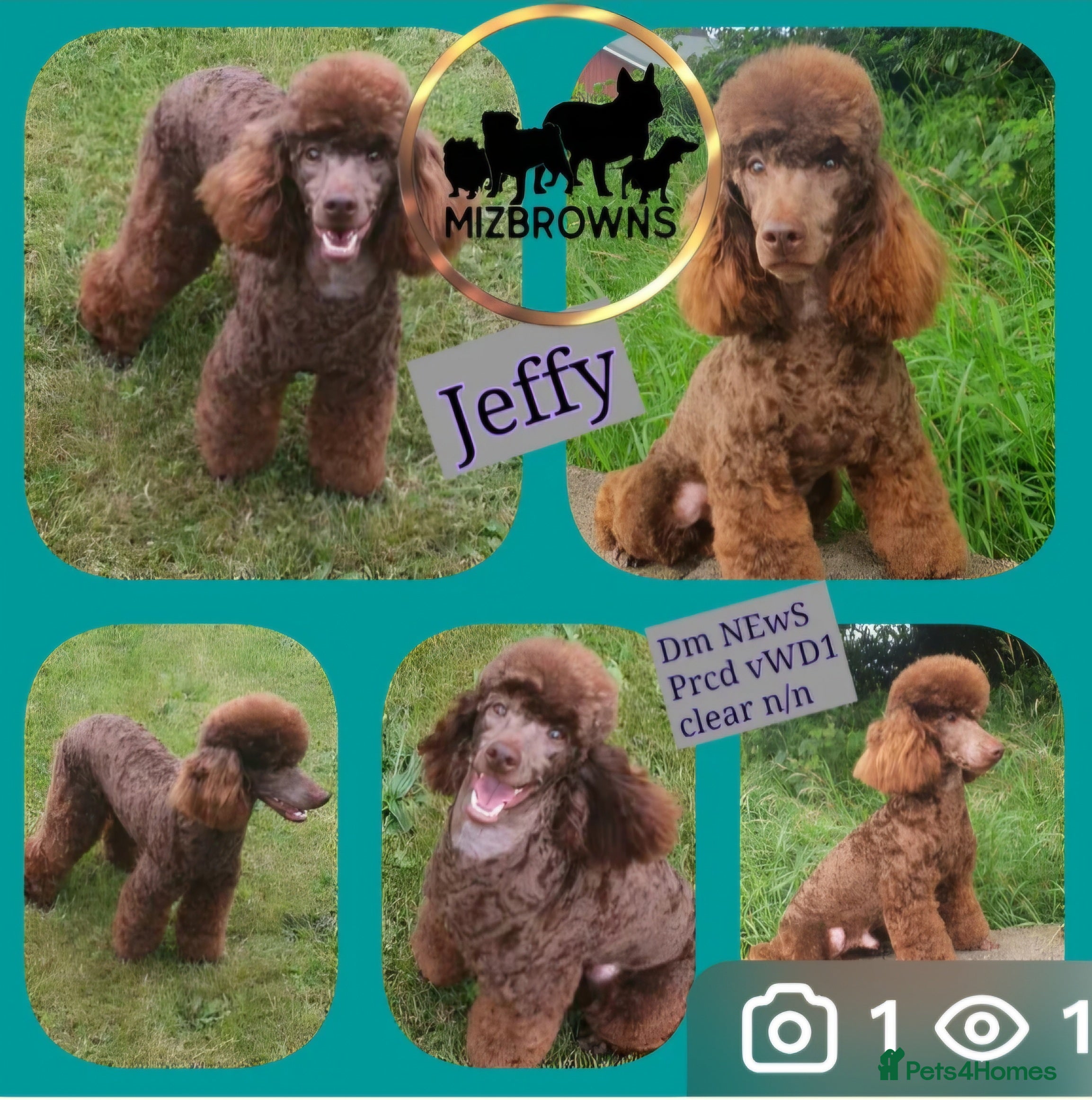 Miniature Poodle dogs Choc Mini poodle STUD in Bradford - Advert 14