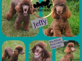Miniature Poodle dogs in Bradford - Advert 21