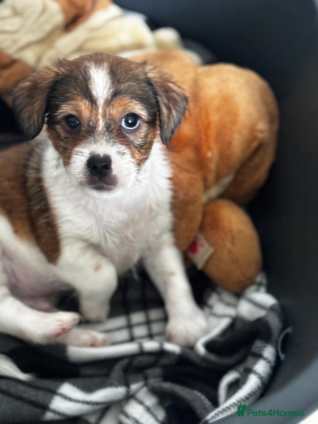 Mixed Breed dogs for sale: Jack Tzu puppies - Image 5