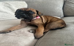 Cane Corso dogs for sale: Pure breed cane corso  - Image 7