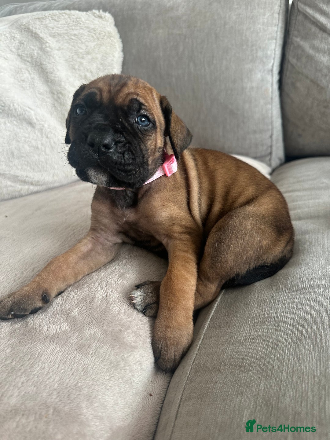 Cane Corso dogs for sale: Pure breed cane corso  - Image 7