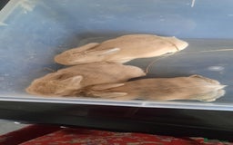 Mini Lop rabbits for sale: Beautiful lops for sale  - Image 2