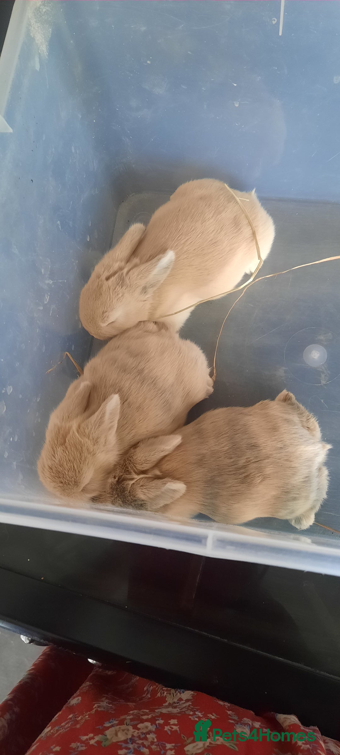 Mini Lop rabbits for sale: Beautiful lops for sale  - Image 2