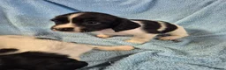 English Springer Spaniel dogs for sale: Springer Spaniel Puppies  - Advert 17