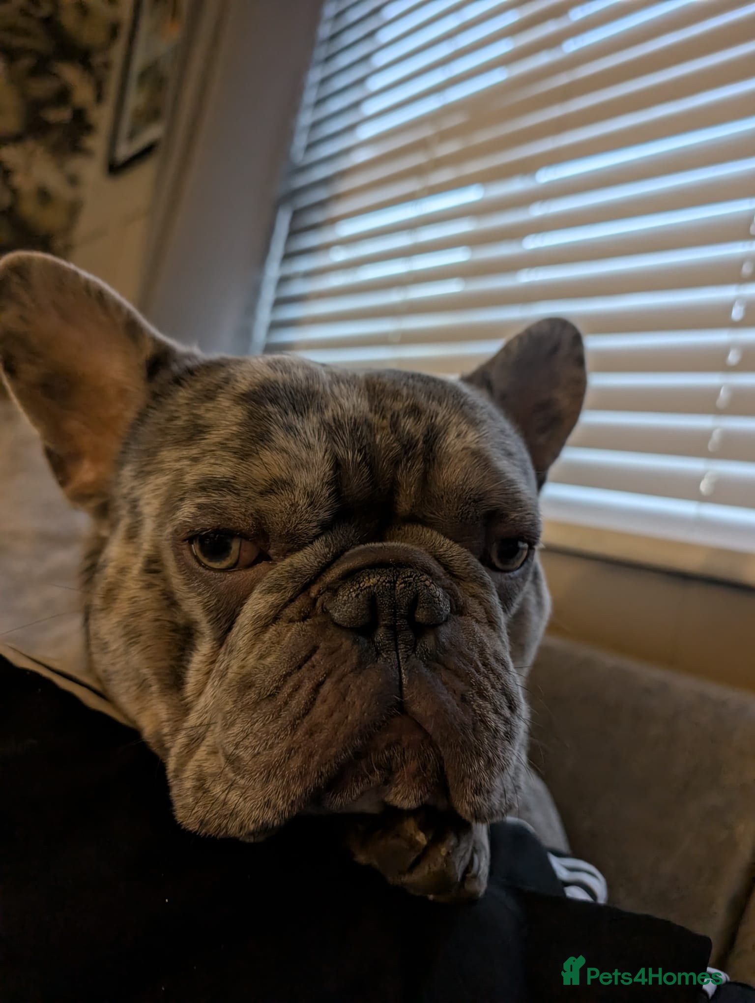 French Bulldog dogs for stud: Dog for stud  - Advert 2
