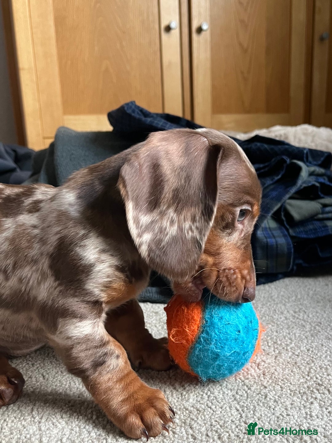 Dachshund dogs for sale: mini dapple dachshund girl - Image 4