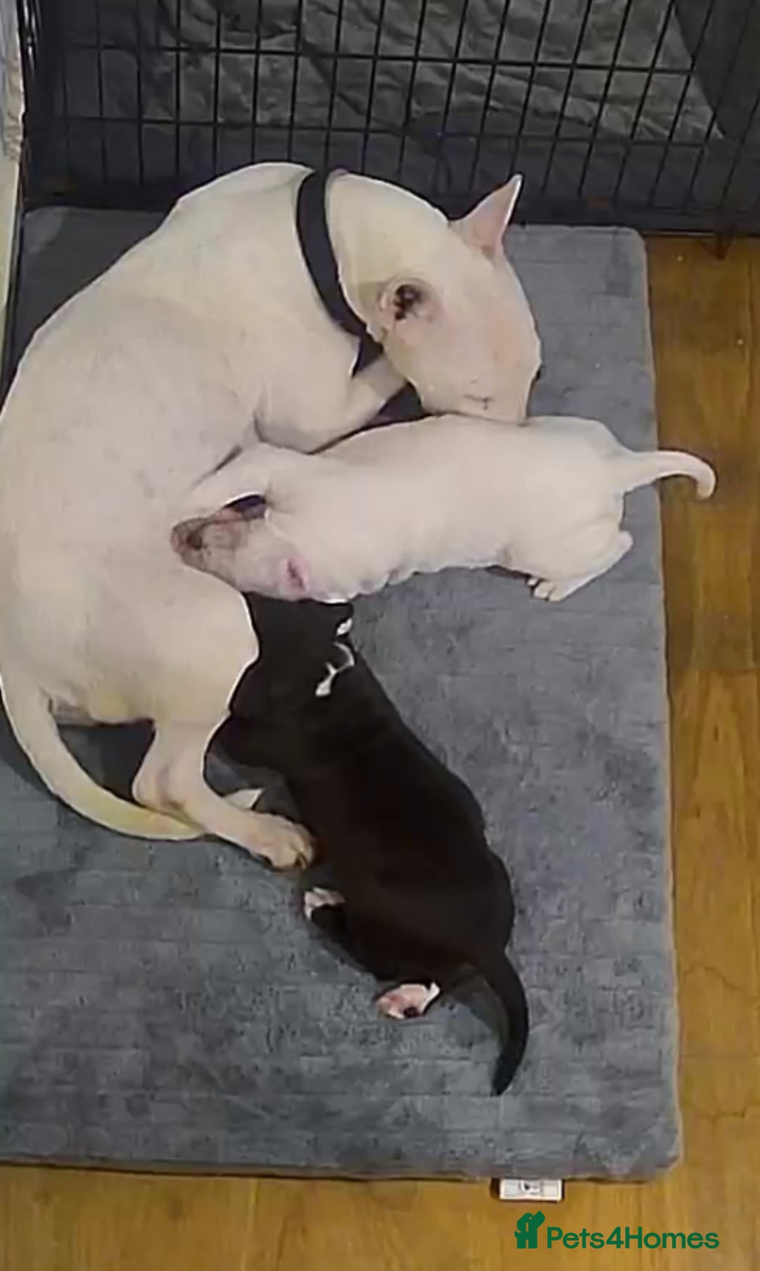 Mixed Breed dogs for sale: Black and white english bull terrier cross - Advert 8