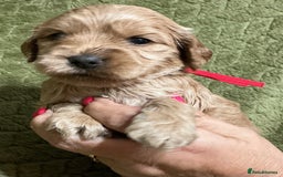 Cockapoo dogs for sale: F1 Cockapoo puppies  - Image 8