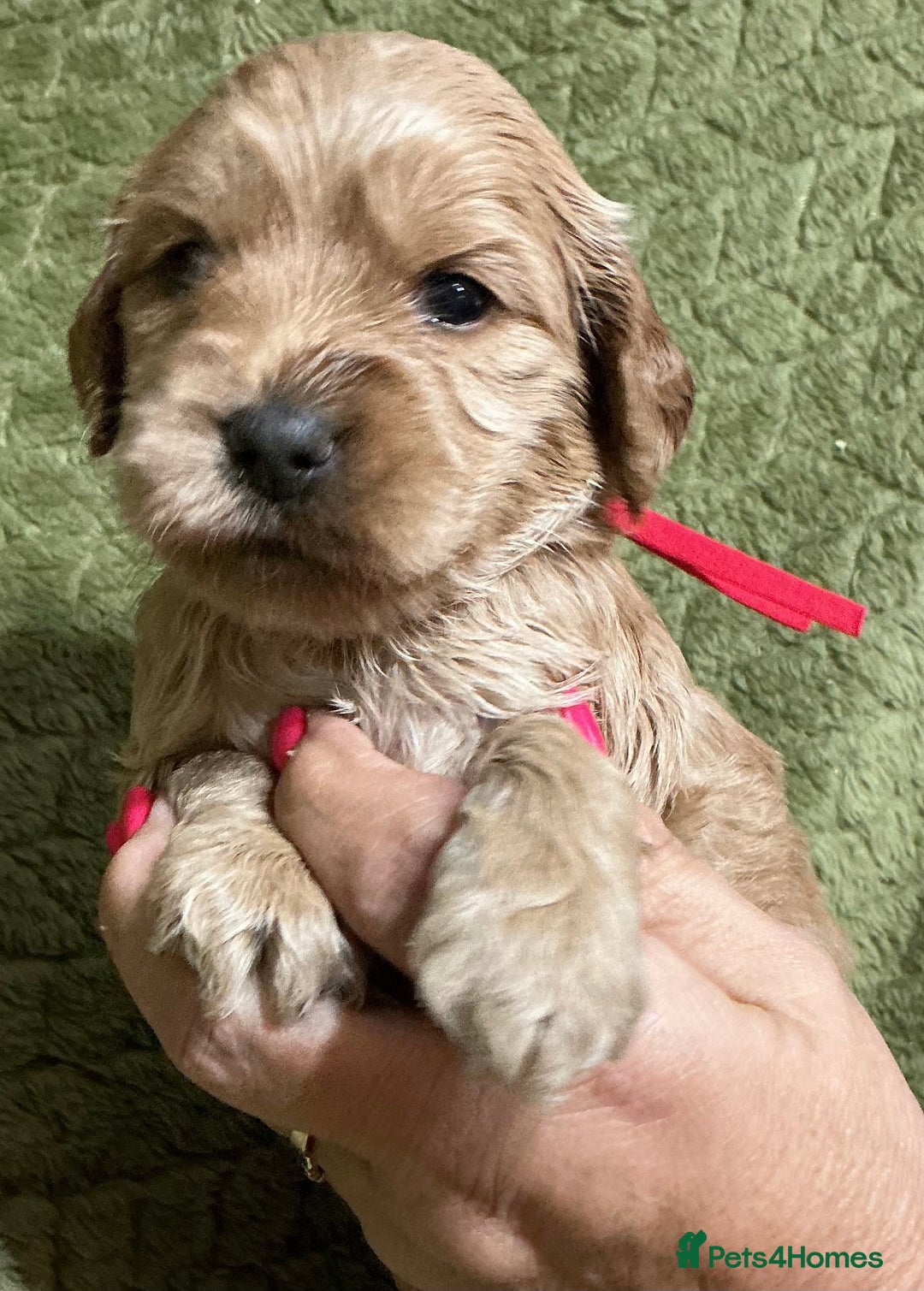 Cockapoo dogs for sale: F1 Cockapoo puppies  - Image 8