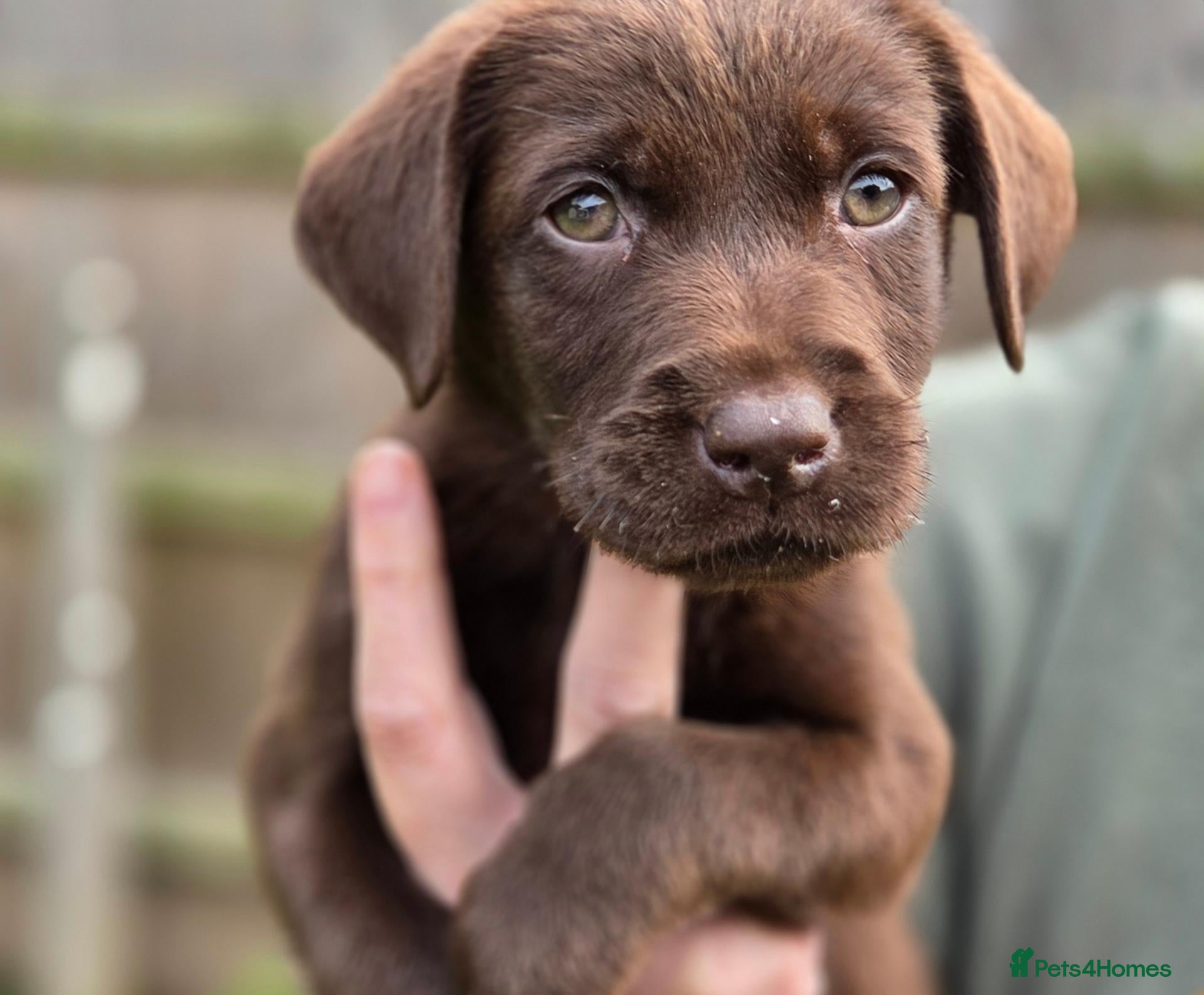 Labrador Retriever dogs 3 fantastic Pedigrre Lab pups for sale - Advert 2