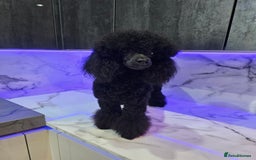 Toy Poodle dogs for stud: Toy poodle stud boy  in Blackburn - Image 21