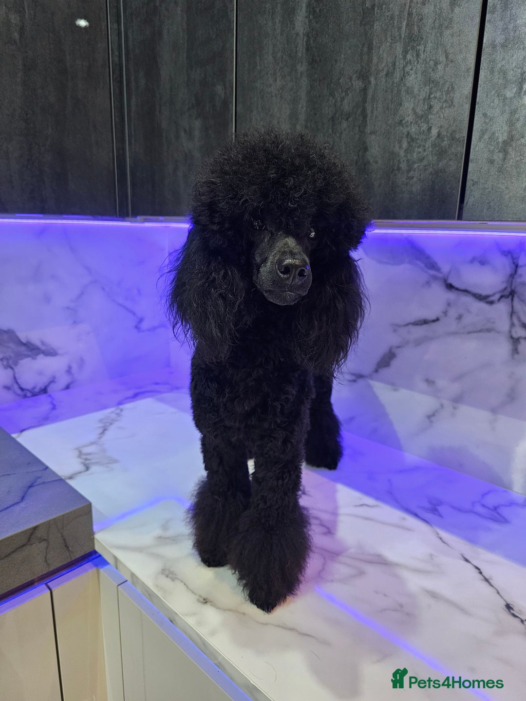 Toy Poodle dogs for stud: Toy poodle stud boy  in Blackburn - Image 21