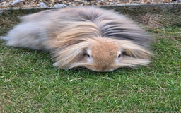 Mini Lion Lop rabbits for sale: Castrated mini Lion lop - Image 2