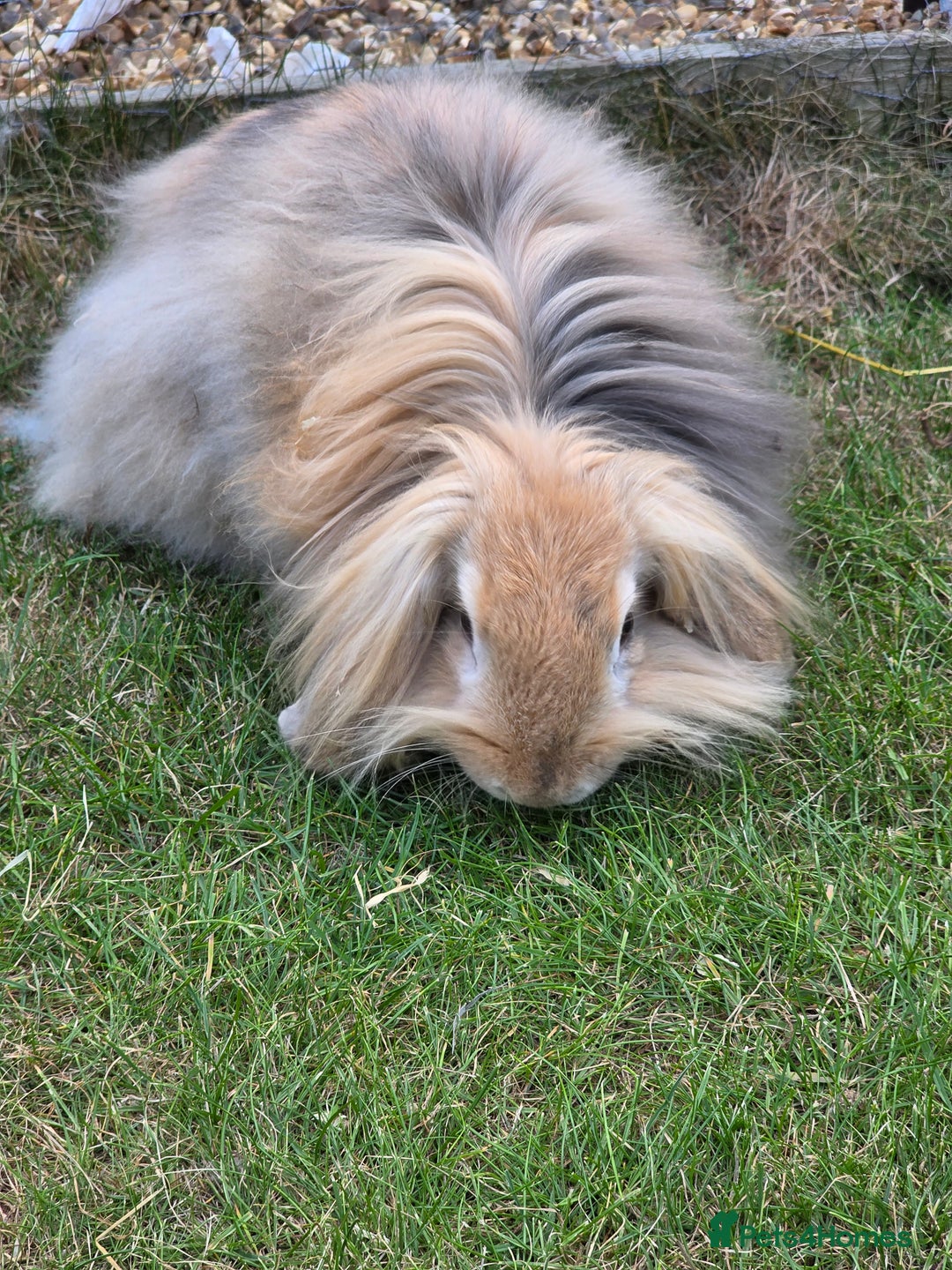 Mini Lion Lop rabbits for sale: Castrated mini Lion lop - Image 2
