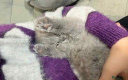British Shorthair cats for sale: Chunky British Shorthair Blue Kittens 🐱💙 - Image 15