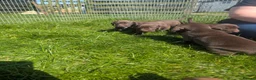 Mixed Breed dogs for sale: Weimaraner X Springer Spaniel (1 Girl Remaining) - Advert 5
