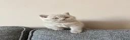 British Shorthair cats for sale: British Shorthair Kittens - Advert 24