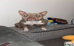American Bully dogs for sale: Female pocket bully lilac & tan  - Image 6
