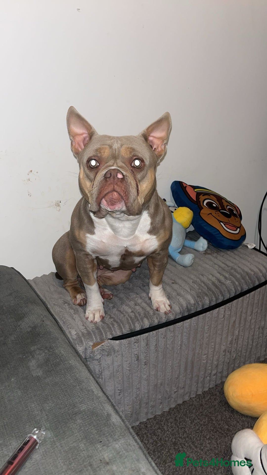 American Bully dogs for sale: Female pocket bully lilac & tan  - Image 6