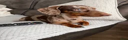 Miniature Dachshund dogs for sale: Beautiful Miniature Dapple Dachshund- Nala  in Alford - Advert 2
