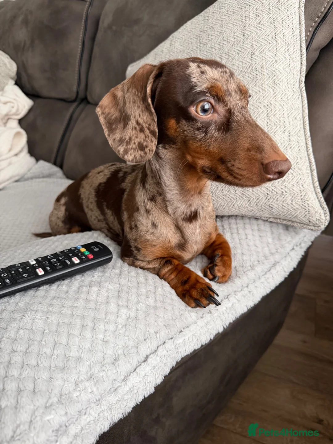 Miniature Dachshund dogs for sale: Beautiful Miniature Dapple Dachshund- Nala  in Alford - Advert 2