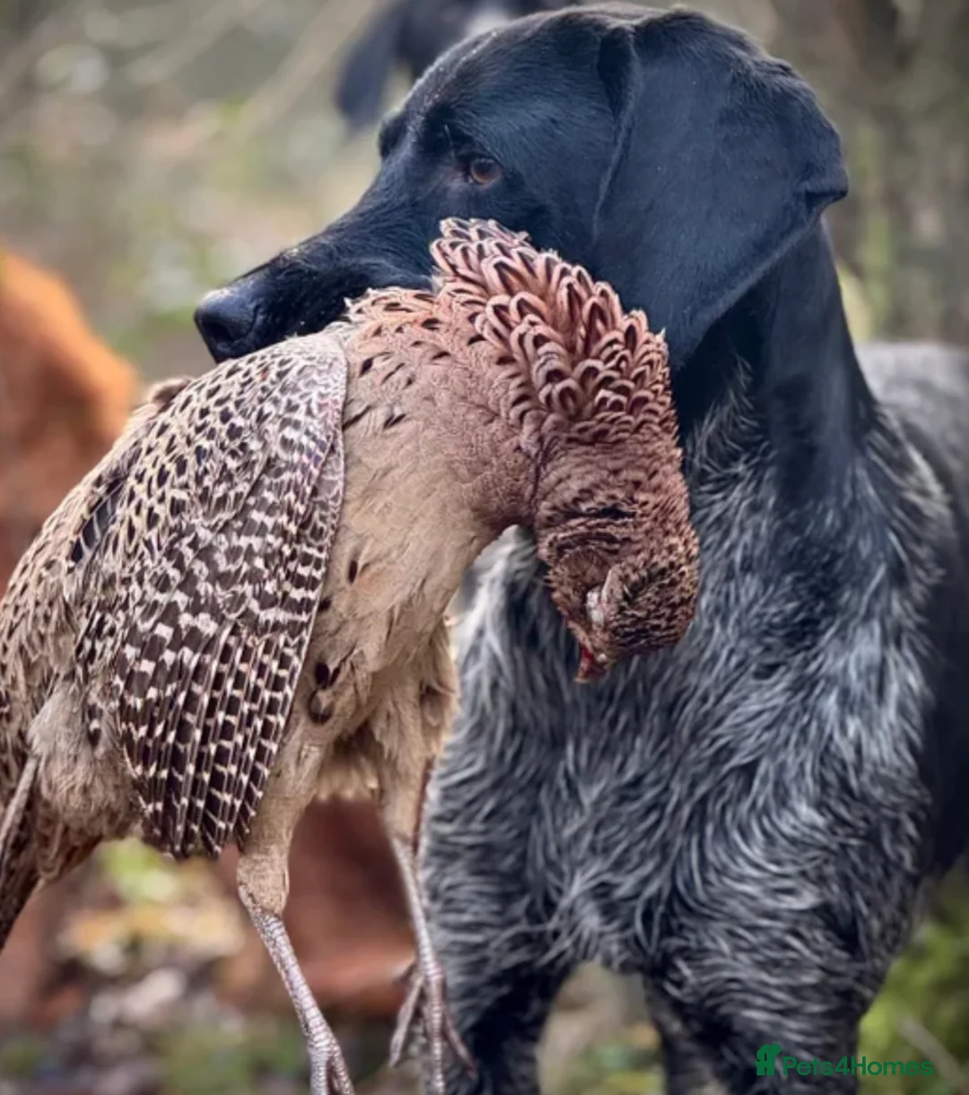 German Wirehaired Pointer dogs for sale: Pedigree KC Registered German Wirehaired Pointers - Advert 5