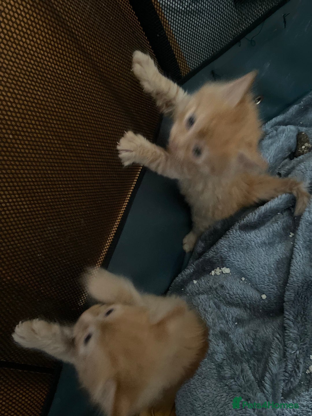 Mixed Breed cats for sale: Fluffy ginger & short fur calico 🐱🤩 - Image 23