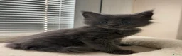 Maine Coon cats for sale: TICA Registered Maine Coon Kittens Reserve now - Advert 2